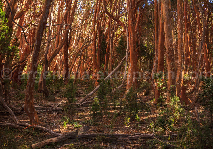 Parc national Los Arrayanes Parc national Los Arrayanes