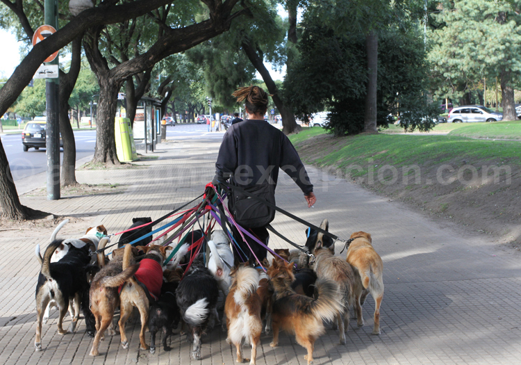 Paseador de perros, Buenos Aires Paseador de perros, Buenos Aires
