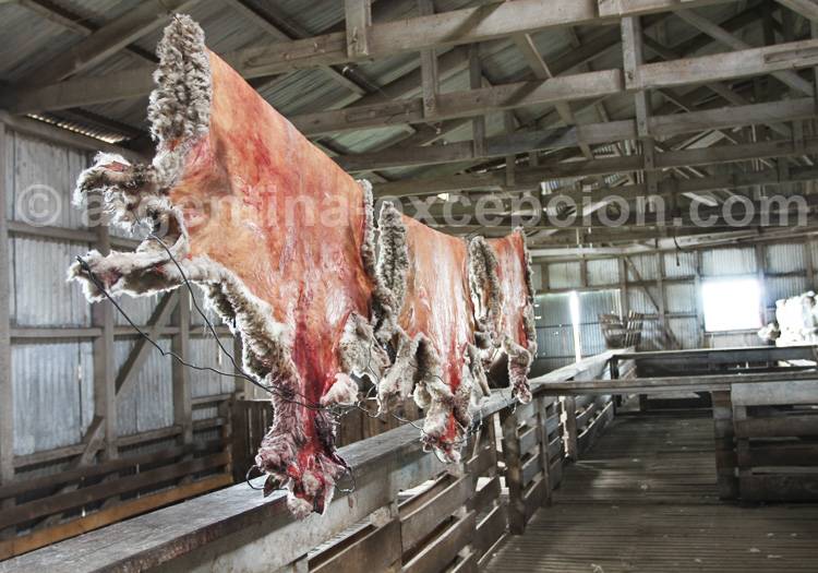 Peaux de moutons, Patagonie Peaux de moutons, Patagonie