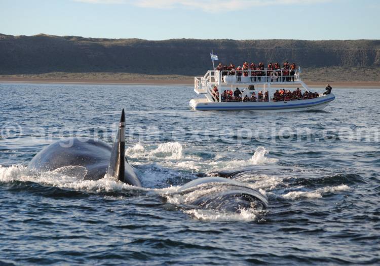 Péninsule Valdés patrimoine mondial de l'Unesco Péninsule Valdés patrimoine mondial de l'Unesco