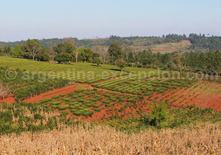 Plantations de maté, Misiones Plantations de maté, Misiones