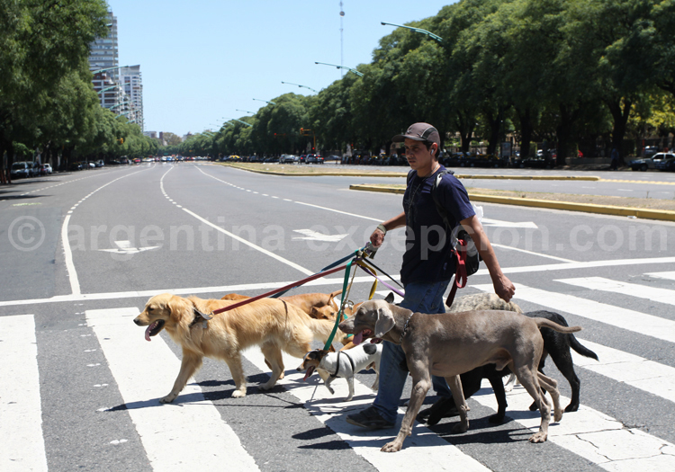 Profession promeneur de chiens, Buenos Aires promeneur chiens buenos aires