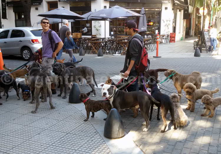 Promeneur de chiens, un métier commun à Buenos Aires Promeneur de chiens, un métier commun à Buenos Aires