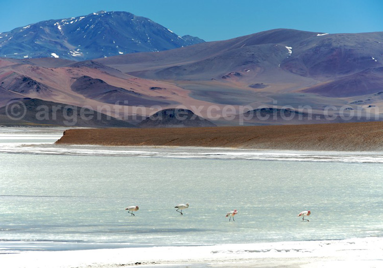 Réserve provinciale Laguna Brava reserve provinciale laguna brava