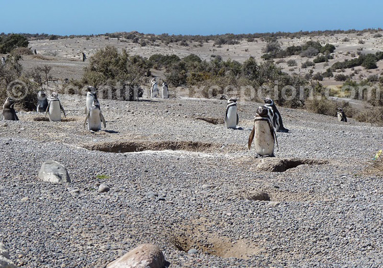 Reserve provinciale Punta Tombo. Credit Jean Dudouyt Reserve provinciale Punta Tombo. Credit Jean Dudouyt