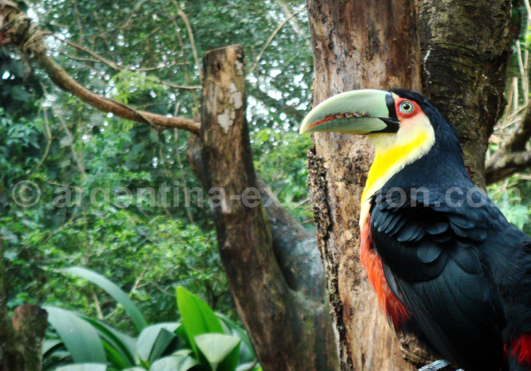 Réserve biosphère de Yaboti Réserve biosphère de Yaboti