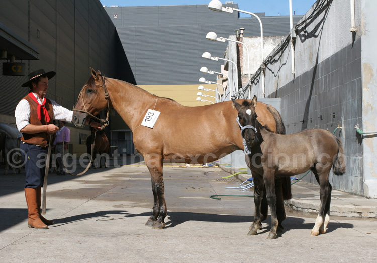 Salon du cheval, Buenos Aires Salon du cheval, Buenos Aires