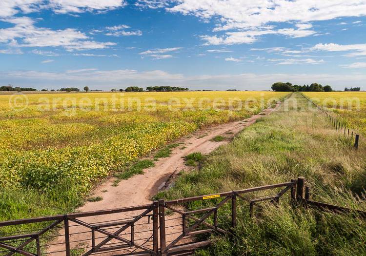 Le soja argentin Le soja argentin