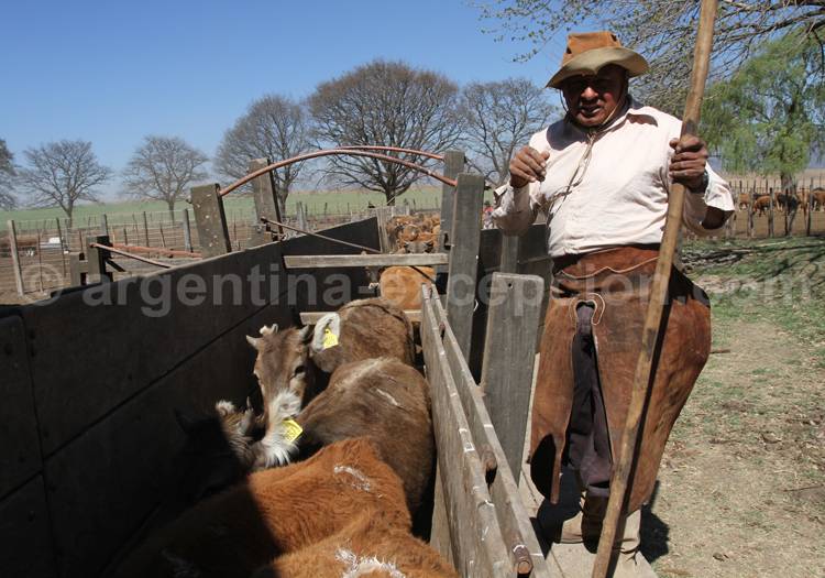 Travail du bétail, estancia Pampa Grande Travail du bétail, estancia Pampa Grande