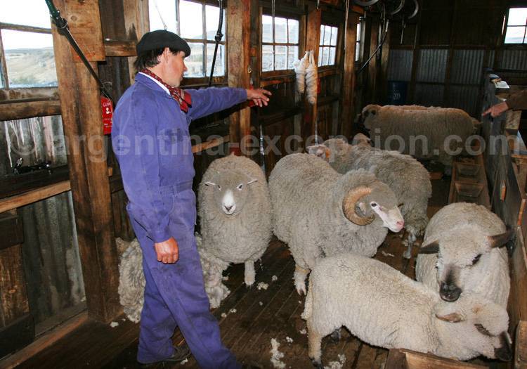 Troupeau de moutons en Patagonie Troupeau de moutons en Patagonie