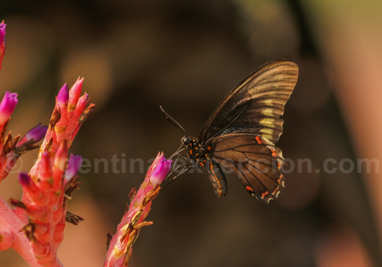 Battus polydamas Battus polydamas