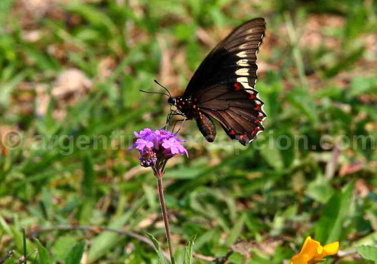 Battus polydamas mâle Battus polydamas mâle
