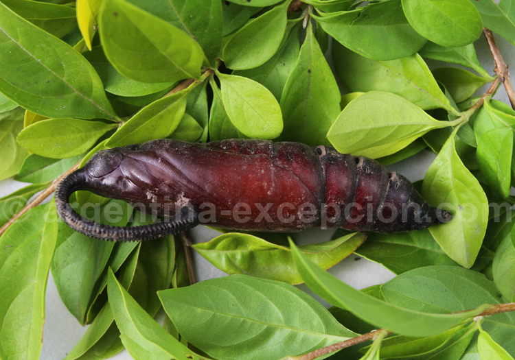 Chrysalide Chrysalide