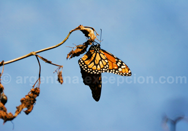 Danaus erippus, Danaidae Danaus erippus, Danaidae