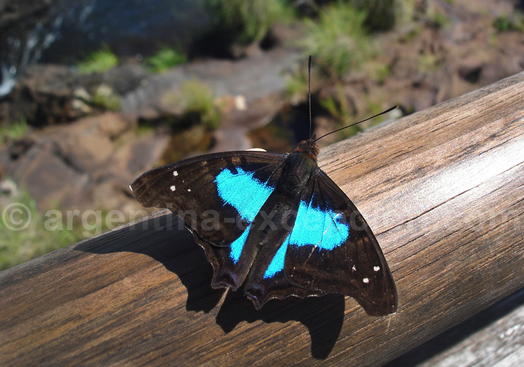 Doxocopa seraphina, mâle Doxocopa seraphina, mâle