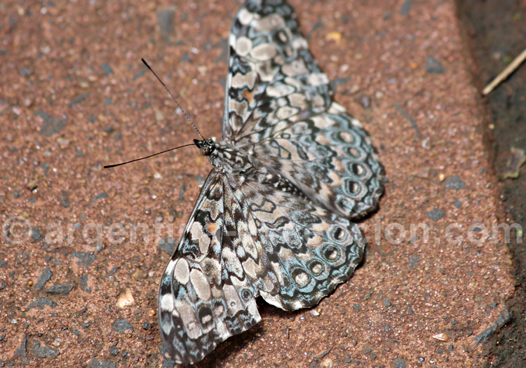 Hamadryas februa. Crédit Pascale Pengam Hamadryas februa. Crédit Pascale Pengam