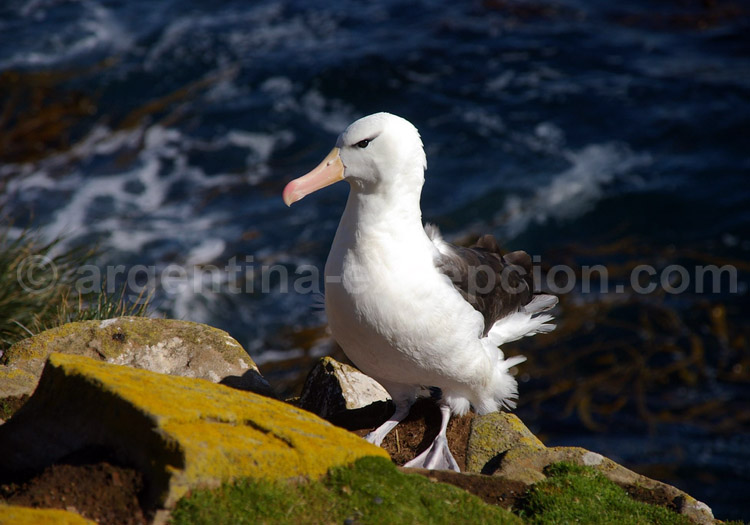 Albatros à sourcils noirs Albatros à sourcils noirs