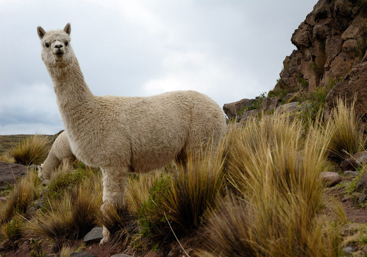 Alpaca Huacaya, Argentine. CC Wiwimedia Alpaca Huacaya, Argentine. CC Wiwimedia