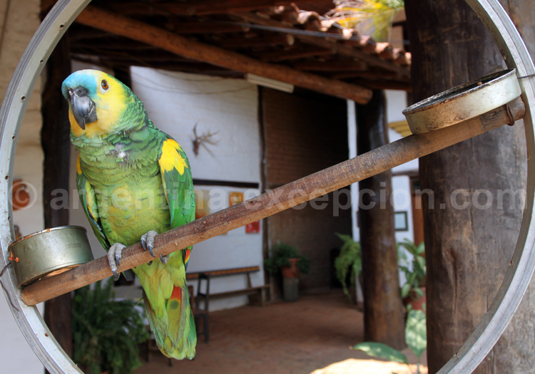 Amazone à front bleu Amazone à front bleu
