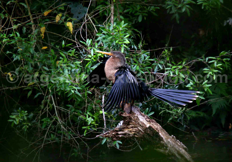 Anhinga d'Amérique. Ann Van Rossem Anhinga d'Amérique. Ann Van Rossem