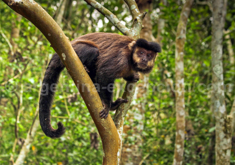 Apelle, Argentine Apelle, Argentine