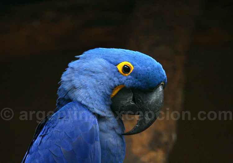 Ara hyacinthe Ara hyacinthe