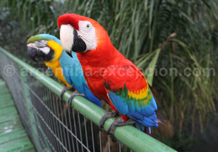 Ara rouge ou Ara Macao Ara rouge ou Ara Macao