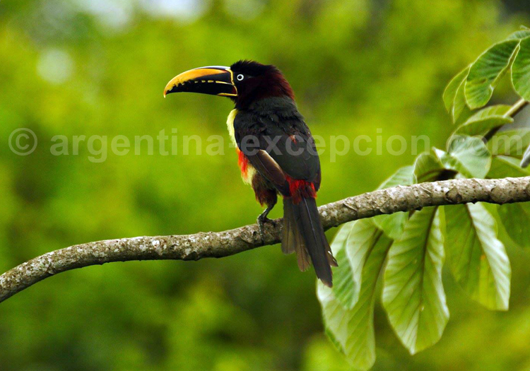 Araçari à oreillons roux. Posada Puerto Bemberg Araçari à oreillons roux. Posada Puerto Bemberg