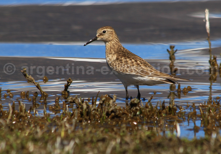Bécasseau de Baird Bécasseau de Baird