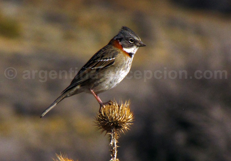 Bruant chingolo Bruant chingolo