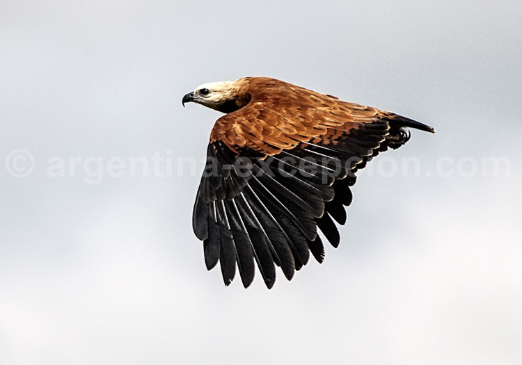 Busarelle à tête blanche Busarelle à tête blanche