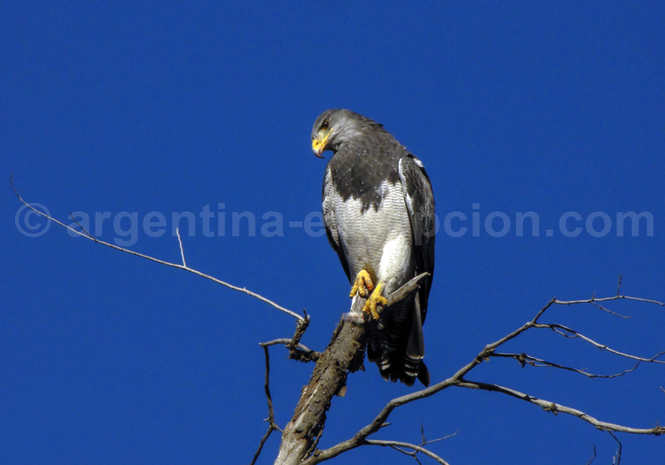 Buse aguia Buse aguia