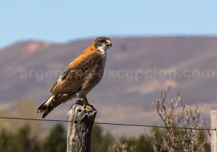 Buse de Patagonie Buse de Patagonie