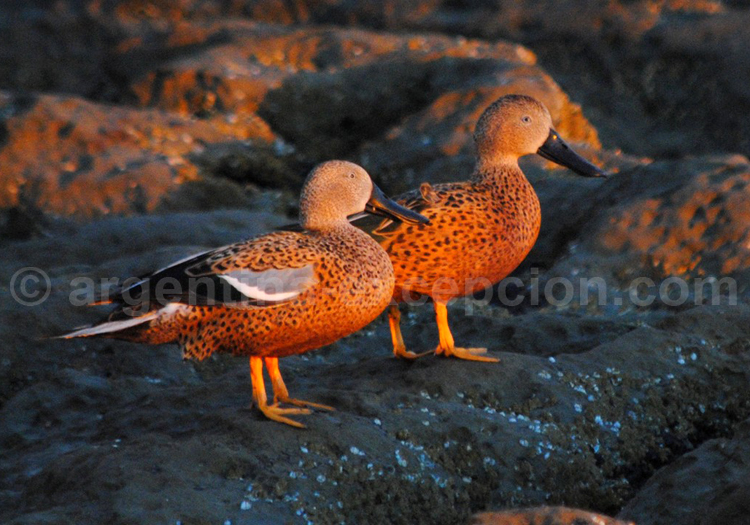 Canard spatule Canard spatule