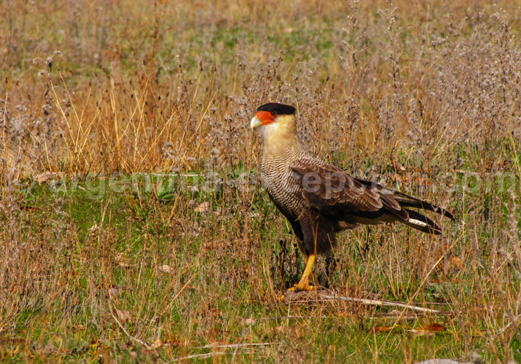 Caracara huppé, carancho Caracara huppé, carancho