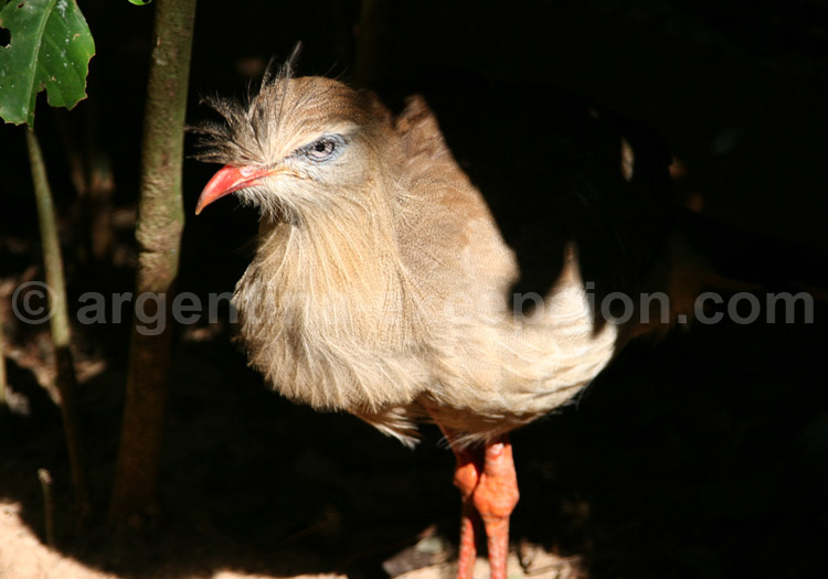 Cariama huppé Cariama huppé