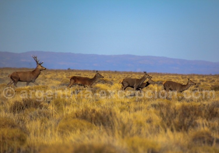Cerf élaphe, Argentine Cerf élaphe, Argentine