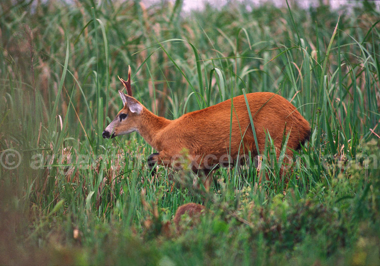 Cerf des marais, Argentine Cerf des marais, Argentine