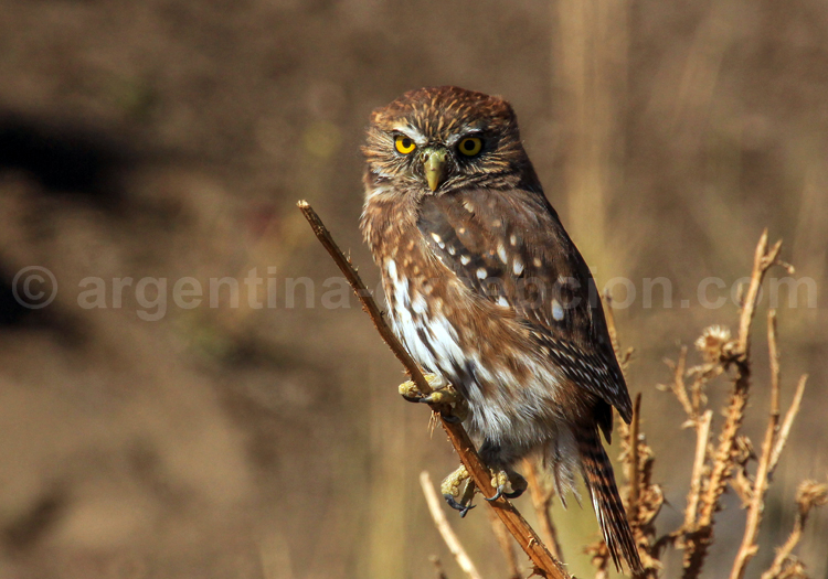 Chevêche des terriers Chevêche des terriers