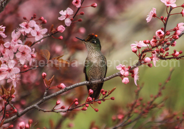 Colibri du Chili Colibri du Chili