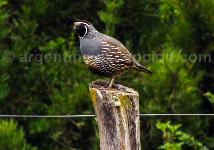 Colin de Californie Colin de Californie