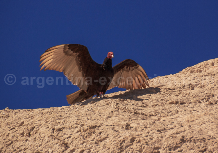 Condor des Andes Condor des Andes