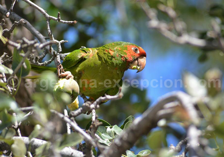 Conure mitrée conure mitree