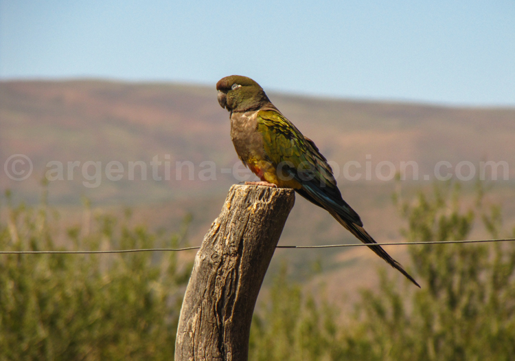 Conure de Patagonie Conure de Patagonie