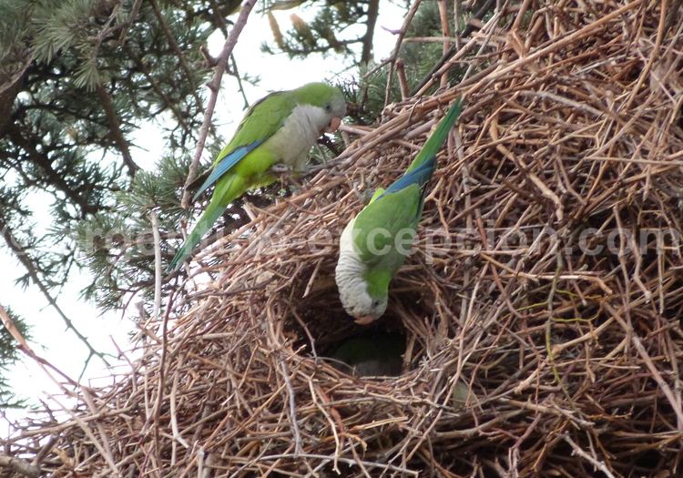 Conure veuve conure veuve