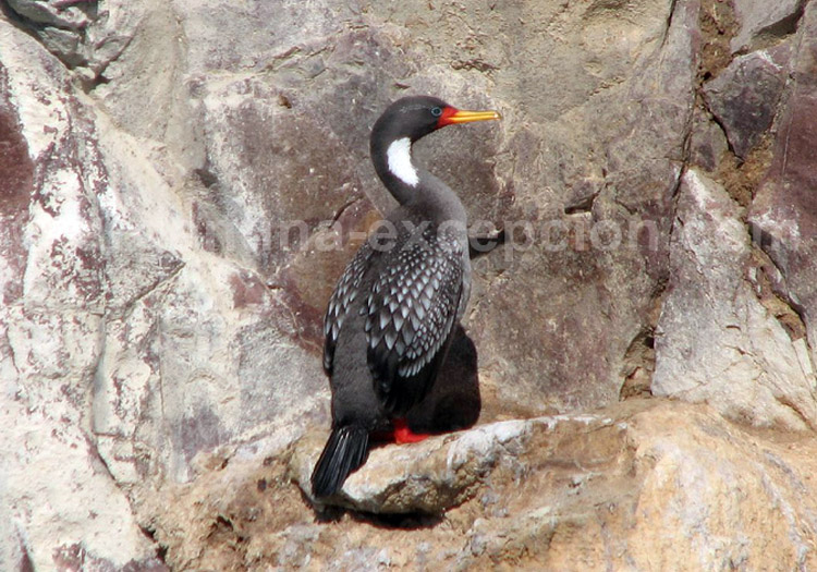 Cormoran de Gaimard Cormoran de Gaimard