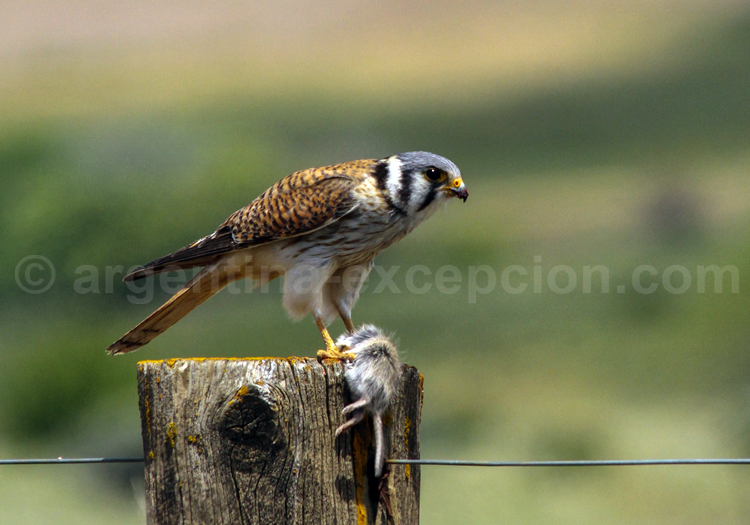 Crecerelle d'Amérique Crecerelle d'Amérique