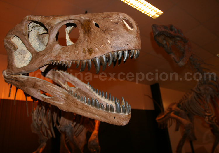 Fossile de dinosaure Fossile de dinosaure