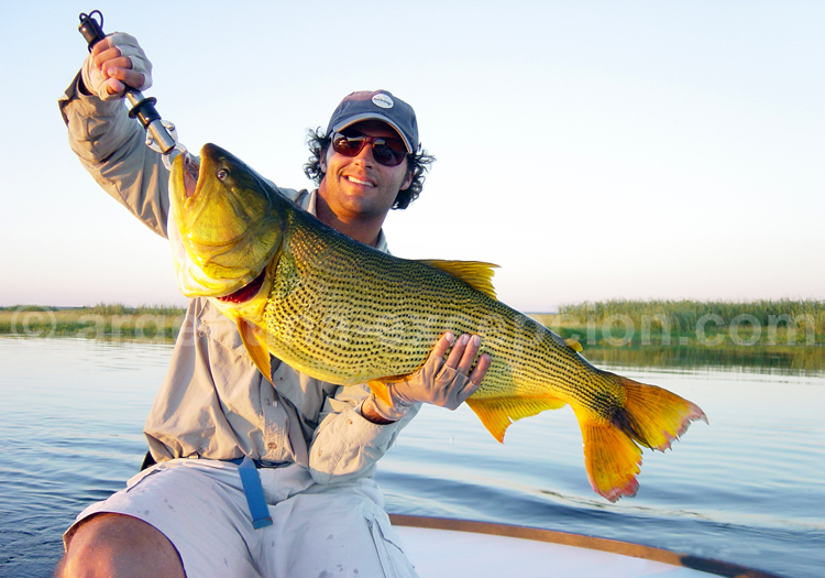 Dourado, damita ou pirayú, Golden Dorado, Pira lodge Dourado, damita ou pirayú, Golden Dorado, Pira lodge