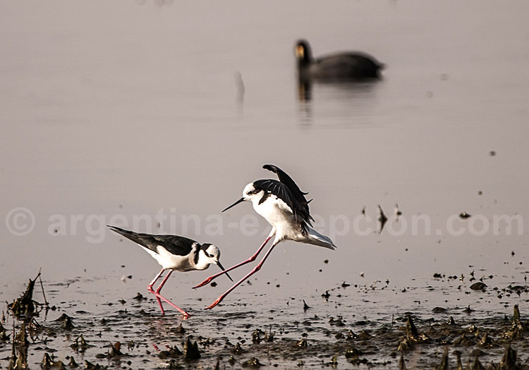 Échasse à queue noire Échasse à queue noire